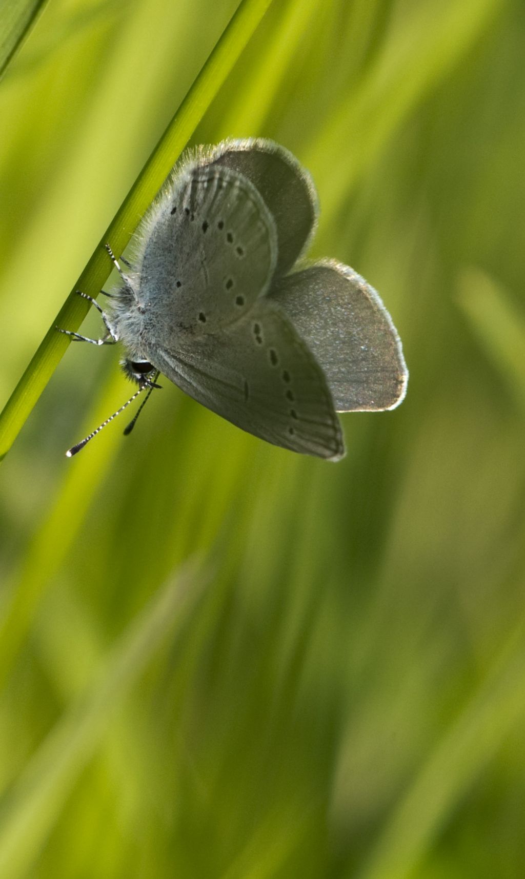 Cupido minimus